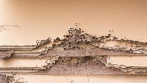 Lemari kayu keropos akibat serangan rayap Semprotan anti-rayap alami dari air sabun Daun salam sebagai pengusir rayap alami Minyak jeruk untuk membasmi rayap secara alami Rayap tanah sedang menyerang kayu kusen Bubuk boric acid di sekitar sarang rayap Tumpukan serbuk kayu tanda rayap aktif Fumigasi rumah untuk serangan rayap ekstrem Perabotan kayu tahan rayap dari Homeliving Jasa pembasmi rayap profesional bekerja di rumah